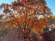 Fall Foliage 20251104 0003