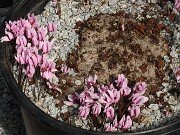 Fall Greenhouse Cyclamen 20250911 0002