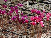 Fall Greenhouse Cyclamen 20250911 0010