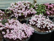 Fall Greenhouse Cyclamen 20251014 0001