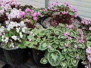 Fall Greenhouse Cyclamen 20251014 0002