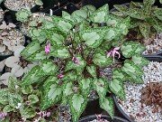 Fall Greenhouse Cyclamen 20251014 0006