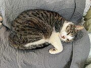 Cats and Dogs 20250519 0002