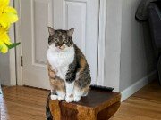 Mei Mei 20240128 0002