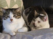 Moose and Rohan.20251128 0003