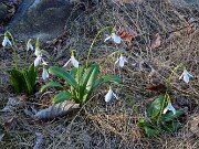 Spring Bog Gardens 20250318 0001