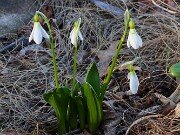 Spring Bog Gardens 20250318 0002