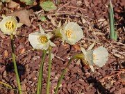 Spring Conservatory Beds 20250310 0001