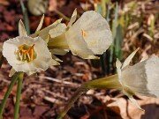 Spring Conservatory Beds 20250310 0002