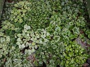 Spring Cyclamen Cold Frames 20250315 0002