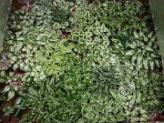 Spring Cyclamen Cold Frames 20250315 0003