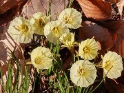 Spring Driveway Beds 20250310 0003