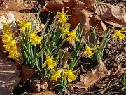 Spring Driveway Beds 20250310 0006