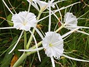 Summer Bog Gardens 20250807 0004