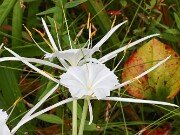 Summer Bog Gardens 20250807 0005