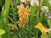 Summer Bog Gardens 20250807 0006