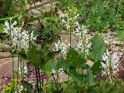 Summer Bog Gardens 20250807 0009