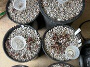 Summer Cyclamen Seeds 20250628 0002