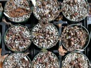 Summer Cyclamen Seeds 20250628 0003 (2)