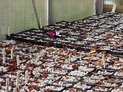 Summer Cyclamen hederifolium 20250723 0003