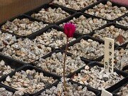 Summer Cyclamen hederifolium 20250723 0006