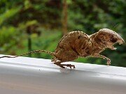 Wee Beastie 20250723 0001