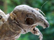 Wee Beastie 20250723 0003