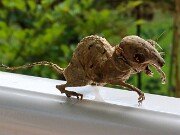 Wee Beastie 20250723 0006