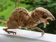 Wee Beastie 20250723 0010