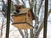 Woodpeckers and Bluebirds at the Suet House 20250106 0001