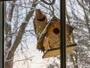 Woodpeckers and Bluebirds at the Suet House 20250106 0002