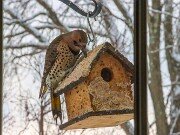 Woodpeckers and Bluebirds at the Suet House 20250106 0003