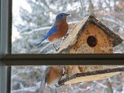 Woodpeckers and Bluebirds at the Suet House 20250106 0004