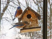Woodpeckers and Bluebirds at the Suet House 20250106 0005