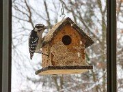 Woodpeckers and Bluebirds at the Suet House 20250106 0006