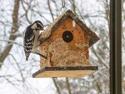 Woodpeckers and Bluebirds at the Suet House 20250106 0007