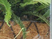 Wren's Nest 20250723 0001