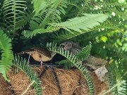 Wren's Nest 20250723 0002