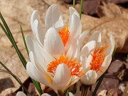 Winter Driveway Beds 20250226 0002