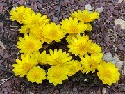 Winter Driveway Beds 20250226 0007