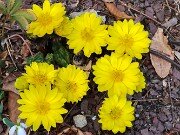 Winter Driveway Beds 20250226 0008