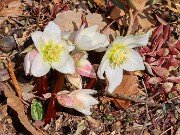 Winter Driveway Beds 20250226 0010