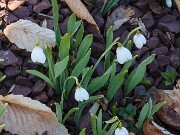 Winter Driveway Beds 20250307 0005