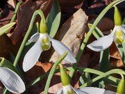 Winter Driveway Beds 20250307 0006