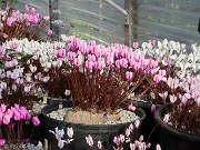 Fall Cyclamen Greenhouse 20240915 0006