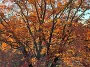 Fall Foliage 20251104 0004