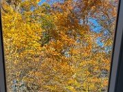 Fall Foliage 20251104 0006