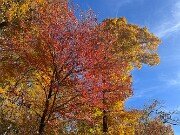 Fall Foliage 20251104 0009