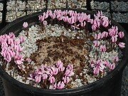 Fall Greenhouse Cyclamen 20250911 0001