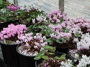 Fall Greenhouse Cyclamen 20251014 0003